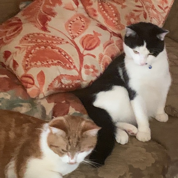 Meet your Posher, Edith - Picture 1 of 1